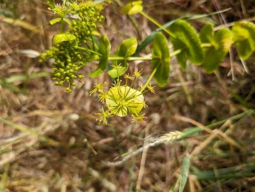 Smyrnium perfoliatum (Perfoliate Alexanders) — photo