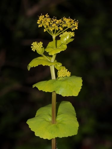 Smyrnium perfoliatum