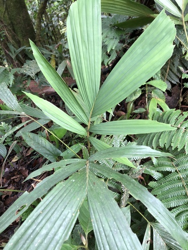 Socratea rostrata (Crespa) — photo