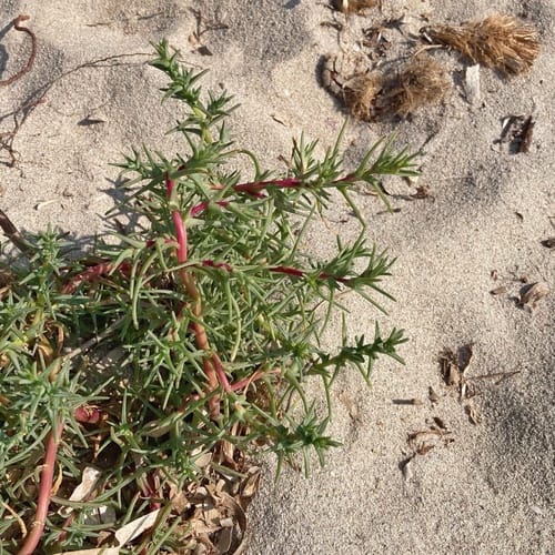 Soda inermis — photo