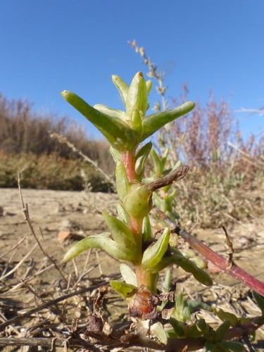 Soda inermis