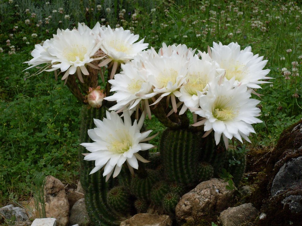 Soehrensia schickendantzii — photo