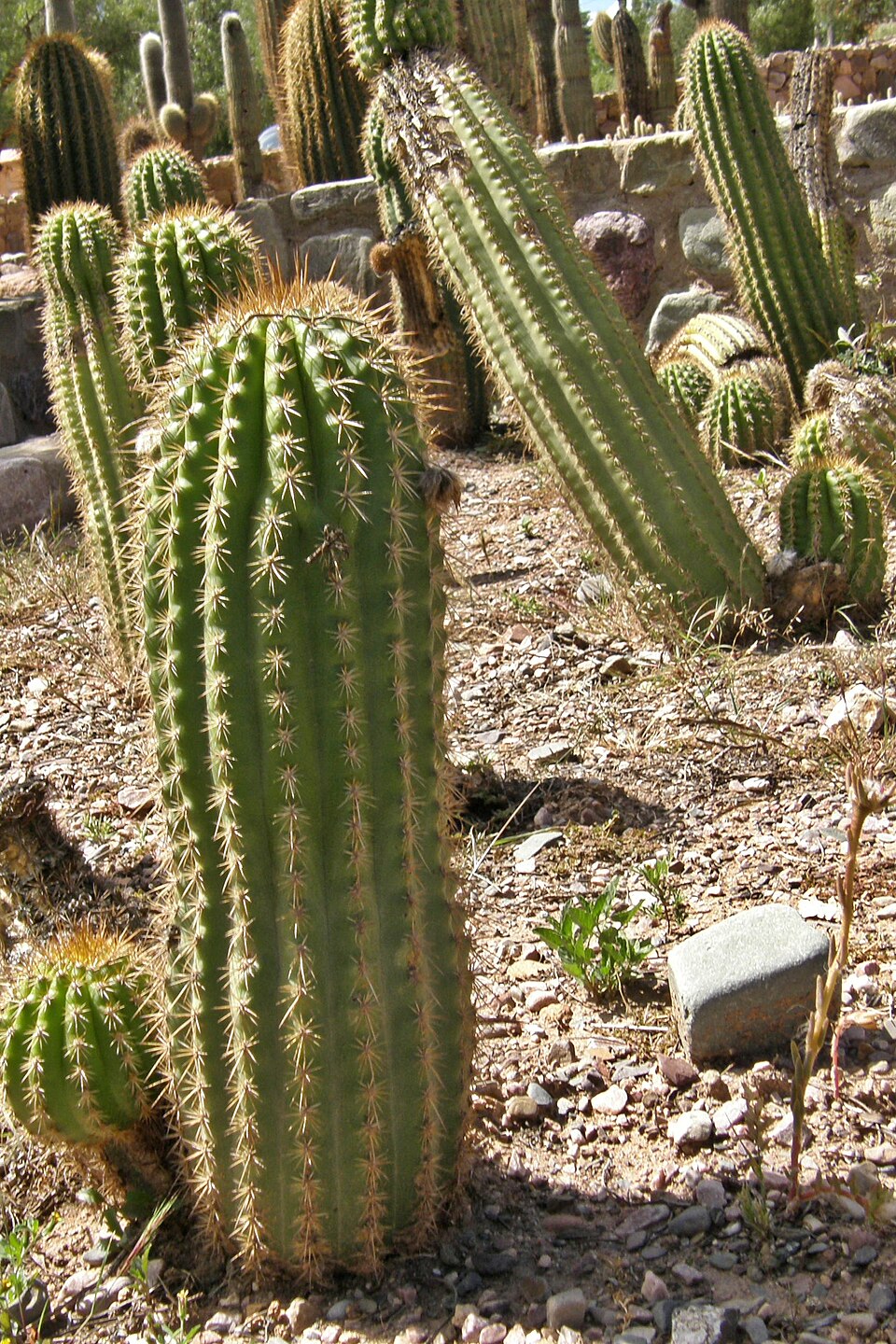 Soehrensia schickendantzii