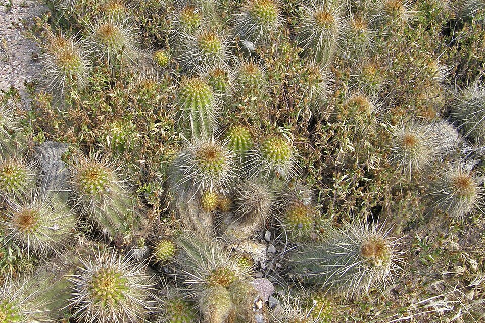 Soehrensia sp