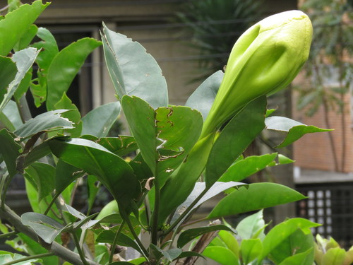 Solandra grandiflora (Showy chalicevine) — photo