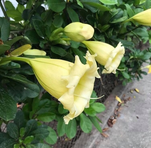 Solandra grandiflora (Showy chalicevine) — photo