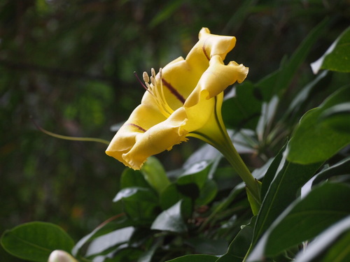 Solandra maxima — photo