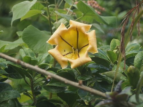 Solandra maxima
