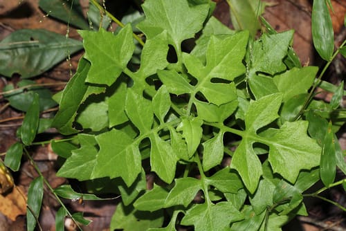 Solanecio angulatus (Lobeleaf canary-creeper) — photo