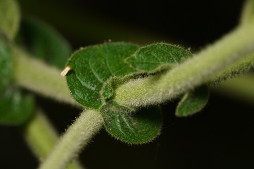 Solanum abutiloides (Dwarf tamarillo) — photo