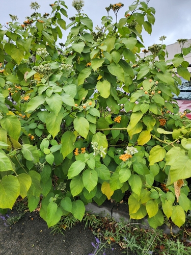 Solanum abutiloides (Dwarf tamarillo) — photo
