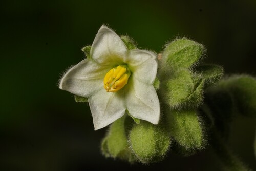 Solanum abutiloides