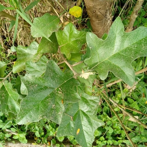 Solanum aculeastrum (Goat bitter apple) — photo