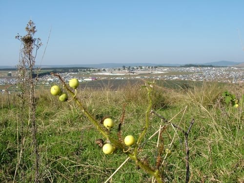 Solanum aculeatissimum (Cow eggplant) — photo