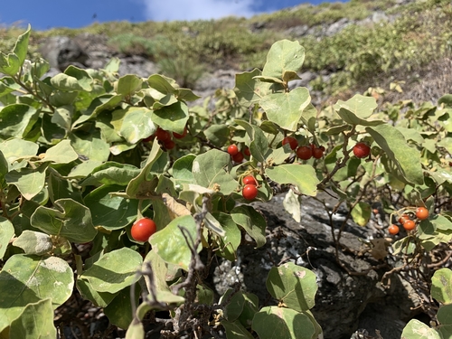 Solanum acuminatum — photo
