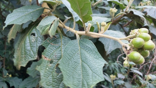Solanum acuminatum — photo