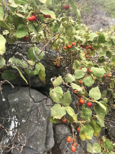 Solanum acuminatum