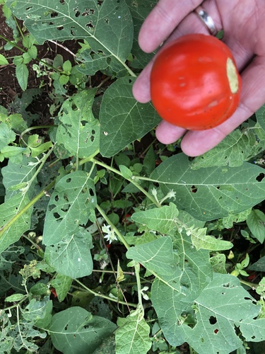 Solanum aethiopicum (Scarlet eggplant) — photo