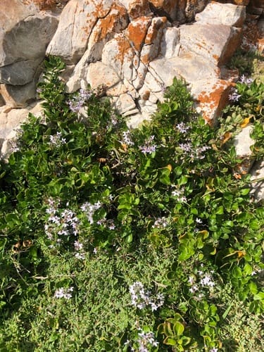 Solanum africanum — photo