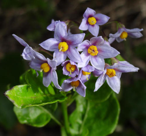 Solanum africanum