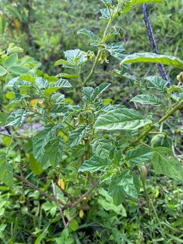 Solanum agrarium — photo