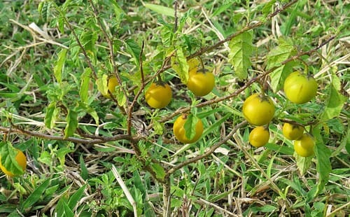 Solanum agrarium — photo