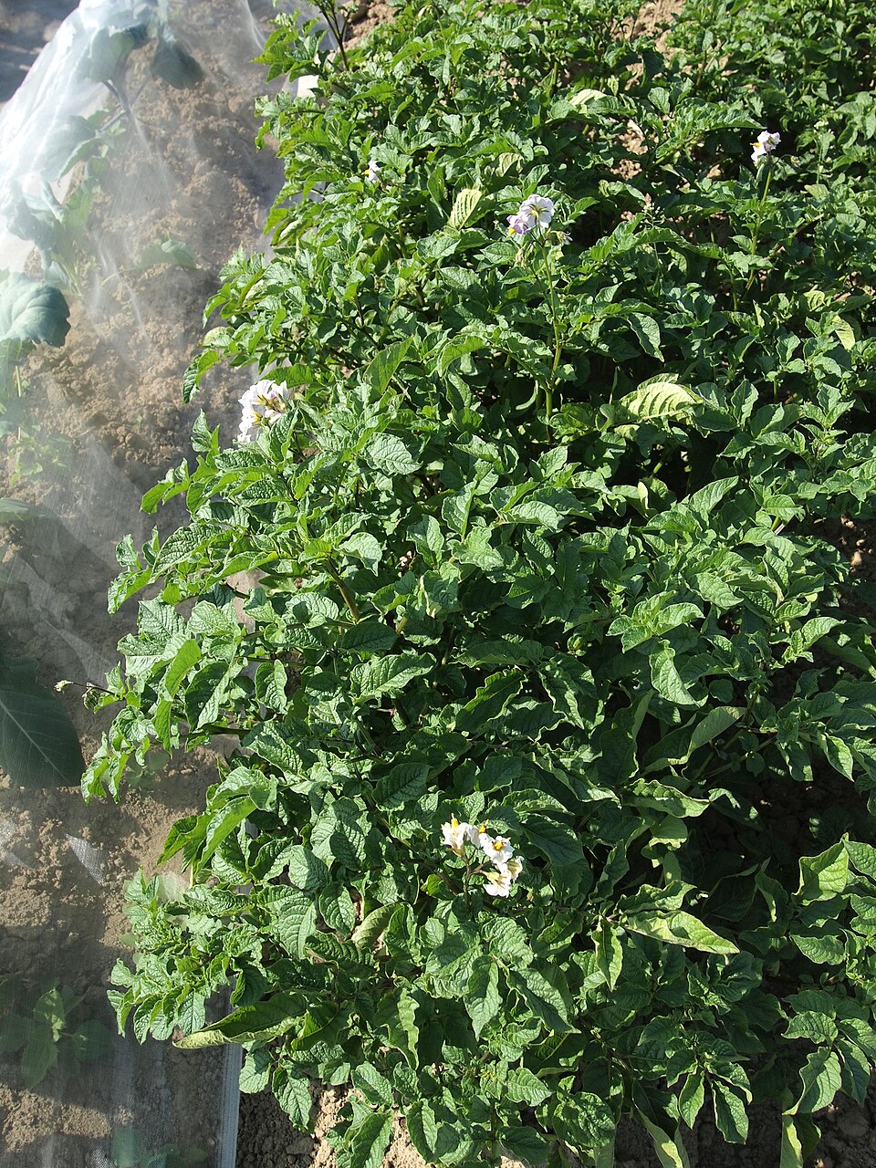 Solanum ajanhuiri (Ajanhuiri) — photo