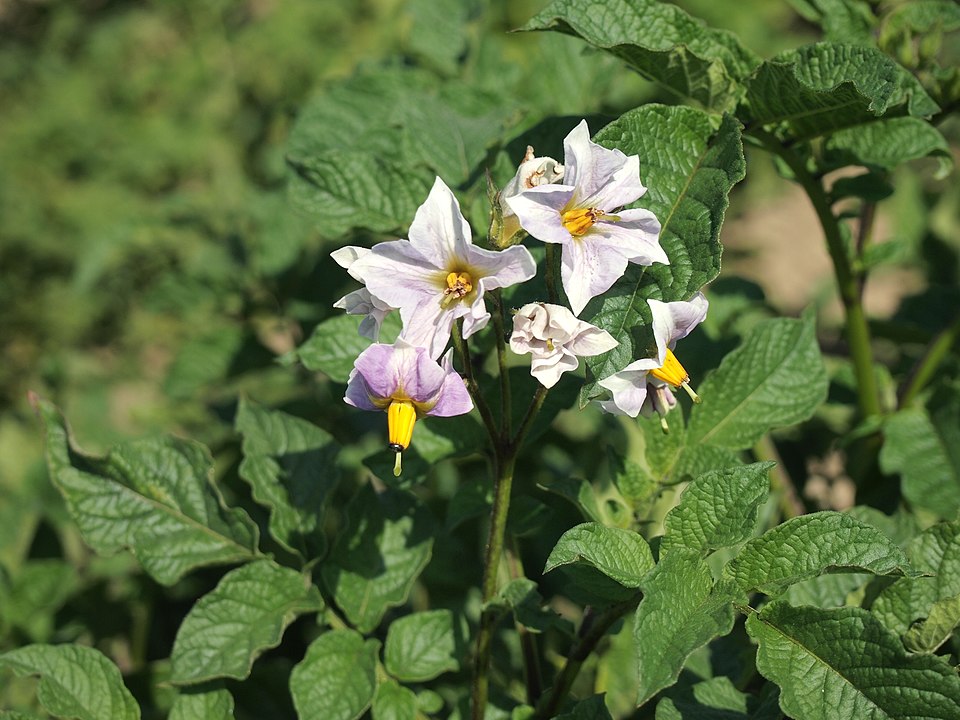 Solanum ajanhuiri