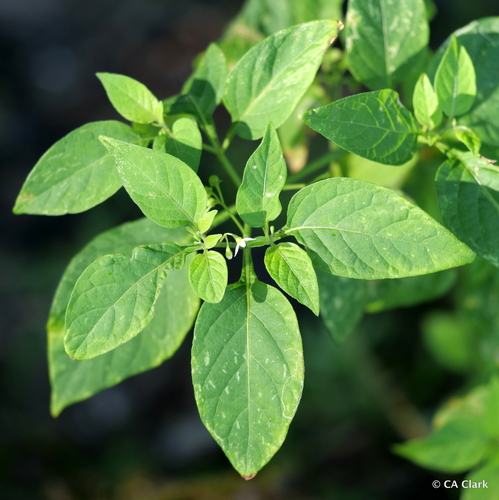 Solanum americanum (Glossy nightshade) — photo