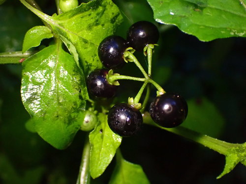 Solanum americanum (Glossy nightshade) — photo