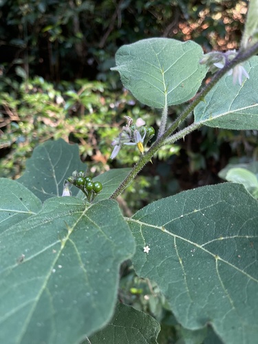 Solanum anguivi (Forest bitterberry) — photo