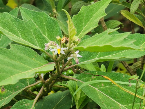 Solanum anguivi (Forest bitterberry) — photo