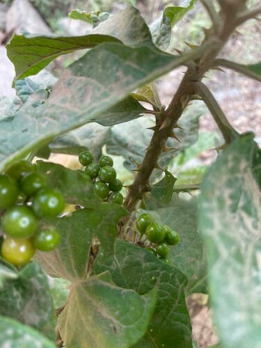 Solanum anomalum (Children's tomato) — photo