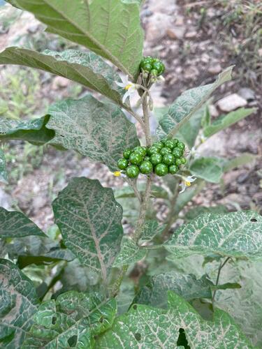 Solanum anomalum (Children's tomato) — photo
