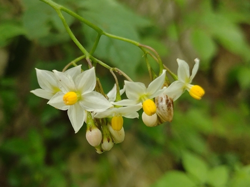 Solanum appendiculatum — photo