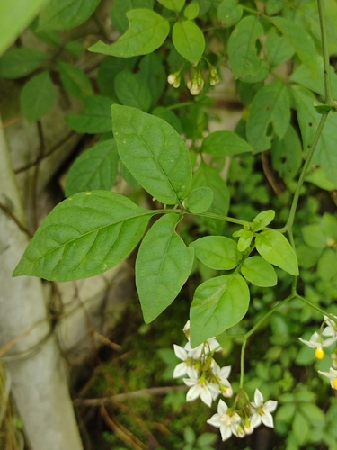 Solanum appendiculatum — photo