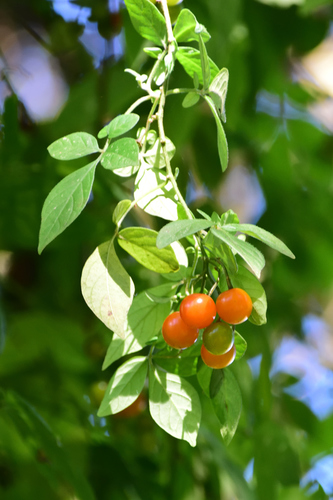 Solanum appendiculatum