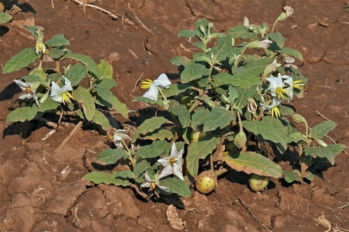 Solanum aridum (Najneno) — photo