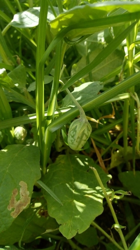 Solanum aridum (Najneno) — photo