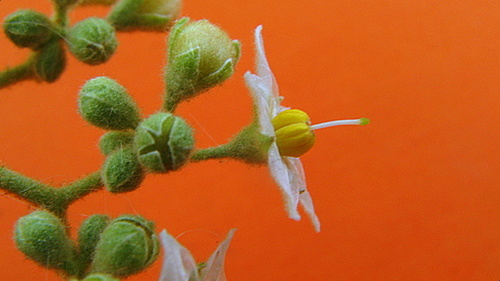Solanum asperum (Boboro) — photo