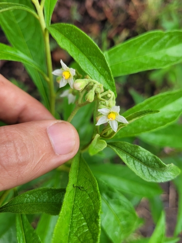 Solanum asperum (Boboro) — photo