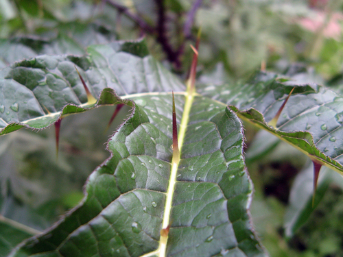 Solanum atropurpureum — photo