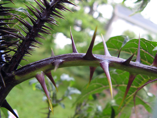 Solanum atropurpureum — photo