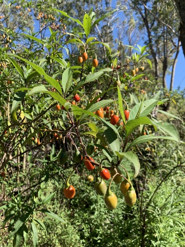 Solanum aviculare (Kangaroo apple) — photo