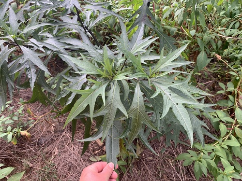 Solanum aviculare (Kangaroo apple) — photo