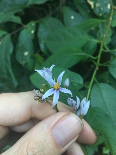 Solanum bansoense — photo