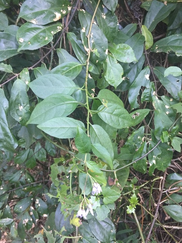 Solanum bansoense — photo
