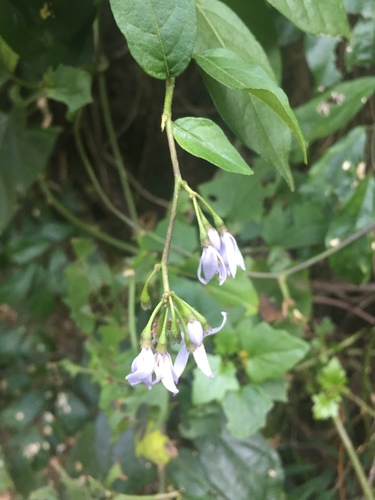 Solanum bansoense