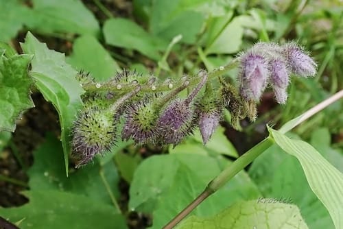 Solanum barbisetum — photo