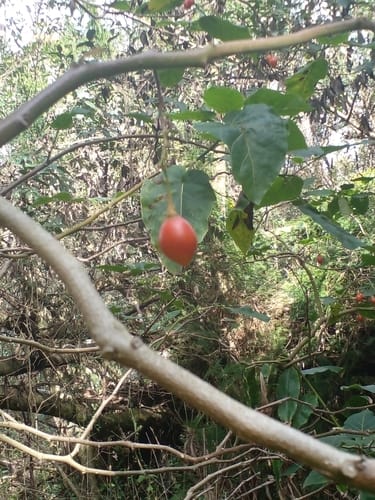 Solanum betaceum — photo